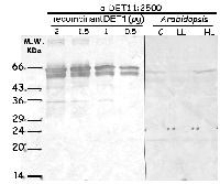 DET1 | Regulator of the proteasomal degradation of LHY in the group Antibodies Plant/Algal  / Developmental Biology / Circadian clock at Agrisera AB (Antibodies for research) (AS15 3082)